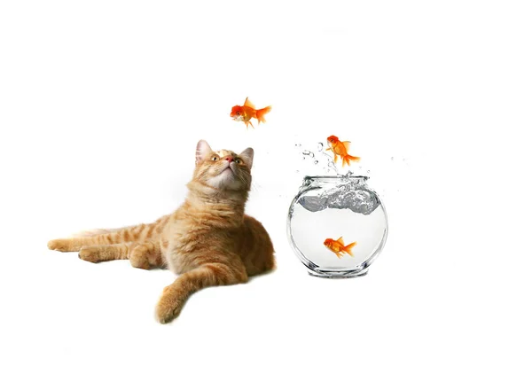 Divertida Imagen Gato Viendo Goldfish Escapar Cuenco — Foto de Stock