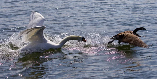 Increíble Foto Con Cisne Enojado Atacando Ganso Canadá — Foto de Stock