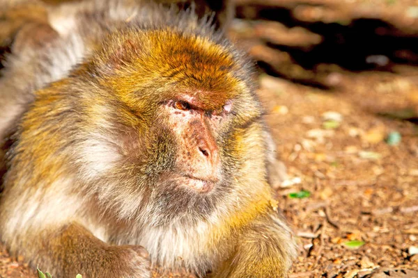 Old Monkey Africa Morocco Natural Background Fauna Close — Stock Photo, Image