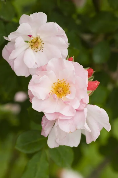 Primer Plano Rosas Ornamentales Plena Floración —  Fotos de Stock