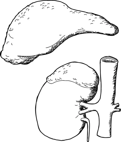 Schema Delle Ghiandole Surrenali Umane Del Rene Bianco — Foto Stock