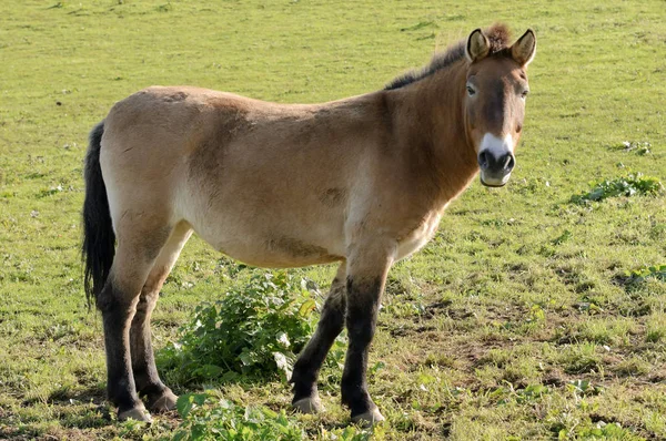 Close Przewalskis Horse Equus Ferus Przewalskii — Stock Photo, Image