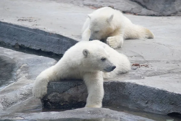 两个白色小熊躺在石头上 — 图库照片