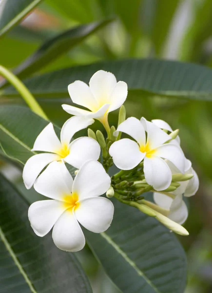 Gyönyörű Fehér Virág Thaiföldön Ian Thomas Virág — Stock Fotó