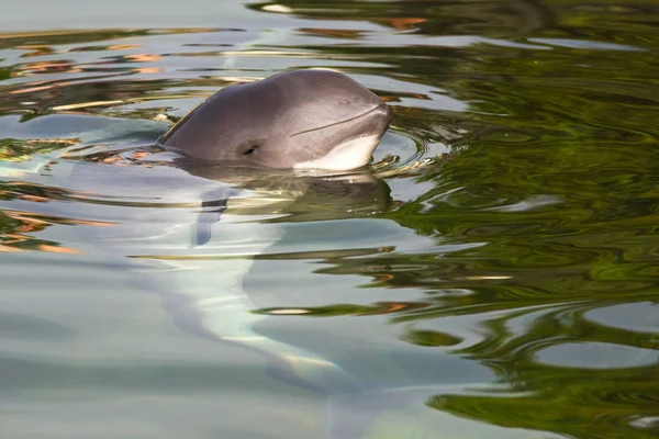 Entspannter Schweinswal Oder Phocoena Phocoena Sommersonne Und Klarem Wasser Horizontales — Stockfoto