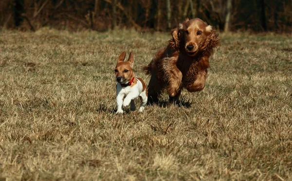 Jack Russel Terrier Cocker Spaniel Parkta Çalışan Köpek Yavrusu — Stok fotoğraf