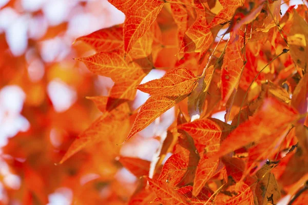 Ozdoba Jesienna Czerwone Liście Klonu — Zdjęcie stockowe