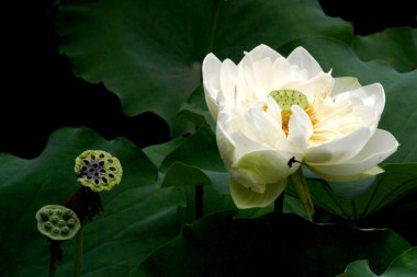 In the summer Milky Way pond is in full bloom lotus, beautiful, lofty, holy clipart
