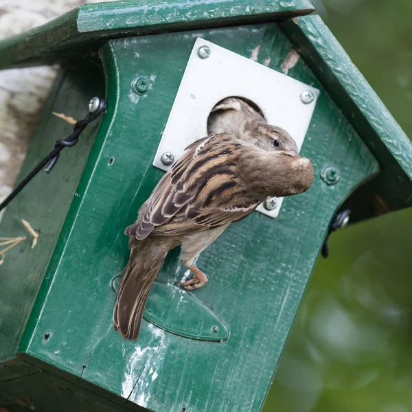 Adult Sparrow Feeding Young Sparrow Birdhouse — Stock Photo, Image