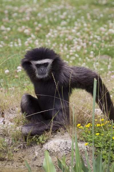 Gibbon Monkey Sitting Grass — Stock Photo, Image