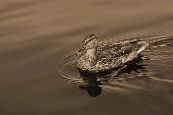 Birikintisi Içinde Yüzmeye Sevimli Ördek — Stok fotoğraf