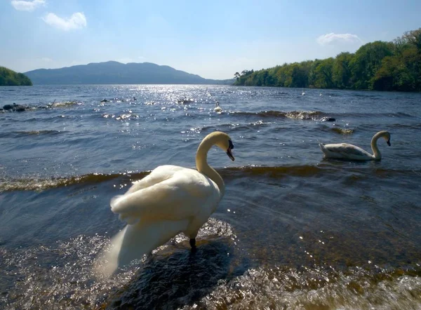 Lough Gill Lískwoodu Sligo Irsko — Stock fotografie