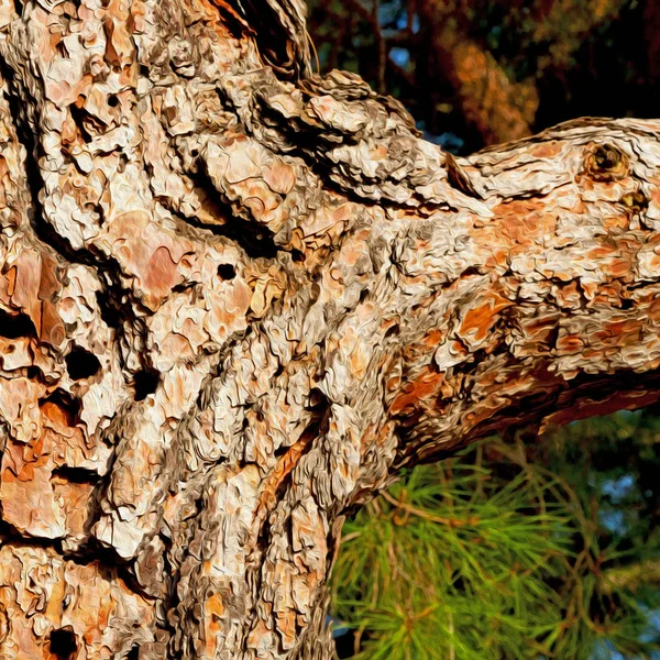 Barck Soyut Yakın Çekim Bir Ağaç Renk Doku — Stok fotoğraf