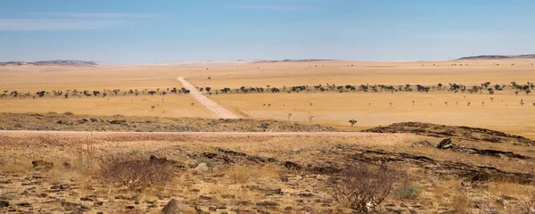 Panorama Surrealista Del Desierto Namib Hacia Solitaire Sossusvlei Namibia — Foto de Stock