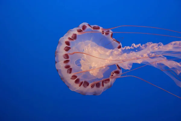 Chrysaora Colorata Purple Striped Jellyfish Blue Background — Stock Photo, Image