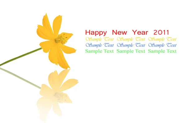 Gyönyörű Sárga Virág Kozmosz Elszigetelt Fehér Background — Stock Fotó