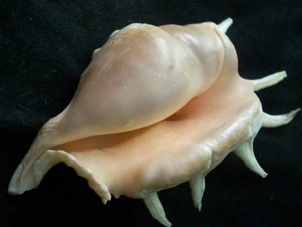 Bir Deniz Kabuğu Resmi — Stok fotoğraf
