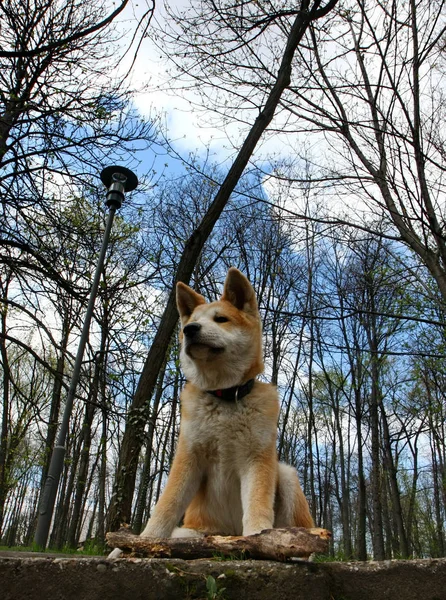 아키타 Inu 강아지 나무의 조각을 보호합니다 — 스톡 사진