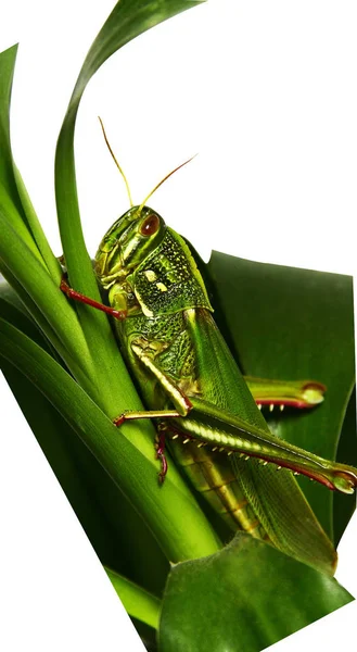 Perched Branch Grasshopper Patiently Waits Next Meal — Stock Photo, Image
