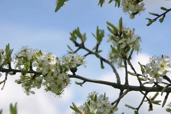 Закрыть Красивую Ветвь Белых Цветов — стоковое фото