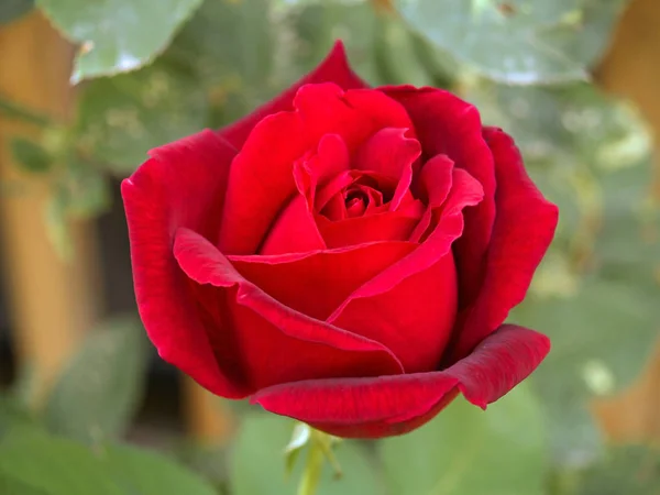 Долгосрочная Красная Роза Ветке Саду — стоковое фото