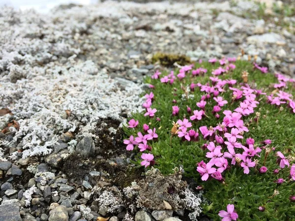 Fleurs Montagne Hardangervidda — Photo