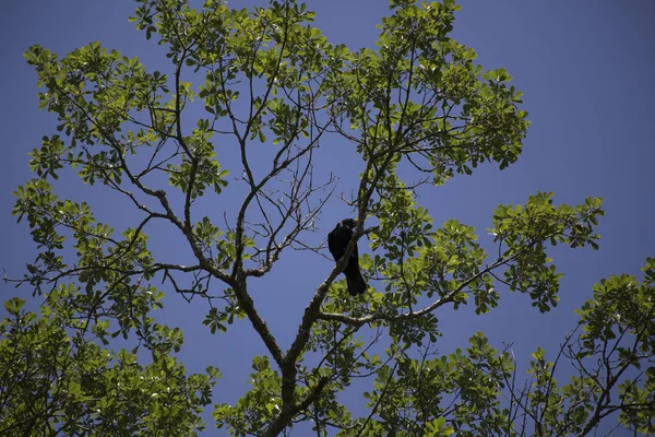 Corvo Uma Árvore — Fotografia de Stock