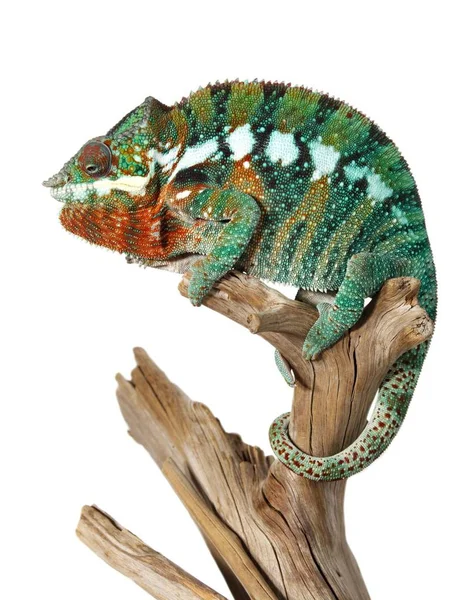 Panthera Kameleon Jaszczurka Kolorowy Męski — Zdjęcie stockowe