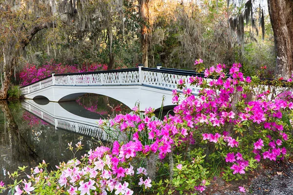 Ponte Branca Azáleas Magnolia Plantation — Fotografia de Stock