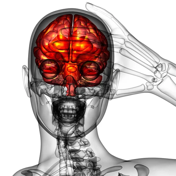 Ilustración Médica Del Cerebro Vista Frontal — Foto de Stock