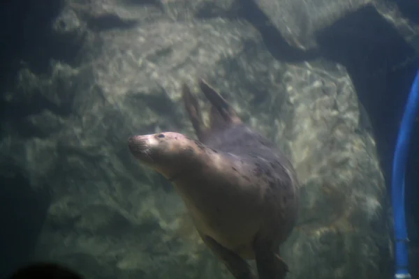 Seal Aquarium Close Seup Looking You — стоковое фото