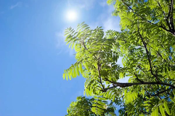 Green Sheet Rowanberry Sunshine — Stock Photo, Image