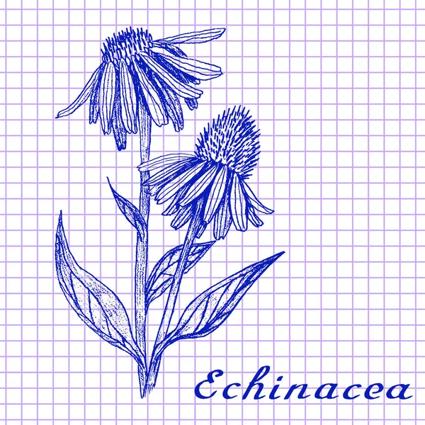 Echinacea Βοτανικός Αντλώντας Από Φόντο Βιβλίο Ασκήσεων Εικονογράφηση Διάνυσμα Ιατρικά — Φωτογραφία Αρχείου