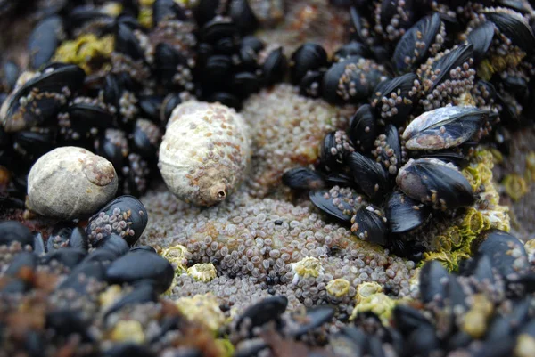 岩の上に住む多くの貝殻のクローズアップ — ストック写真