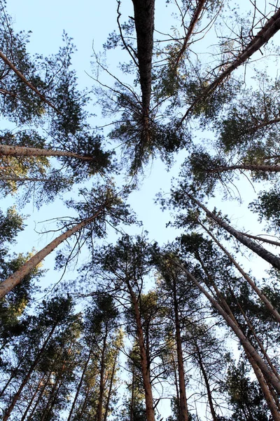 Tops Los Pinos Bosque — Foto de Stock