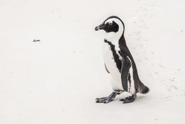 Pingüino Africano Una Playa —  Fotos de Stock