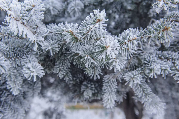 Zimowe Tło Drzewo Iglaste Mrozie Śniegu — Zdjęcie stockowe