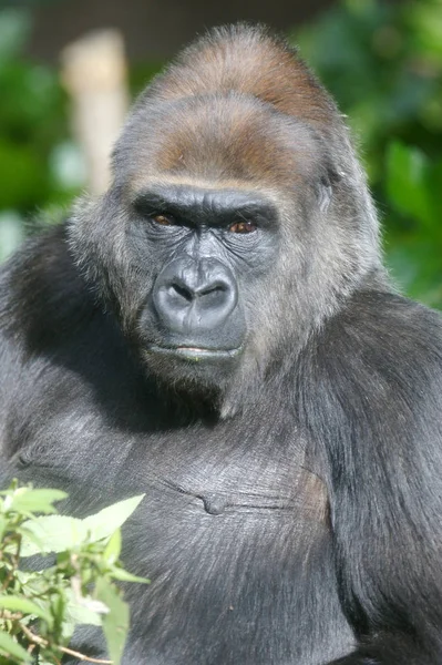 Western Lowland Gorillas Wild — Stock Photo, Image