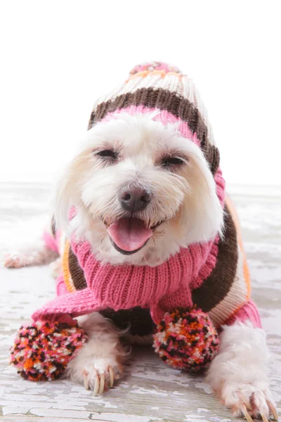 Happy dog wearing a warm woollen turtleneck sweater, scarf and matching beanie hat with pom poms in colours of pink, orange, white and brown.