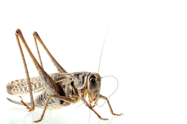 Photographing Large Locust Studio Conditions — Stock Photo, Image