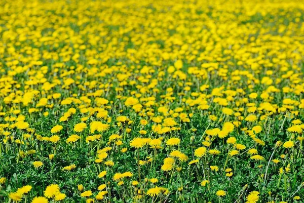 Желтые Одуванчики Зеленом Поле Начале Лета — стоковое фото