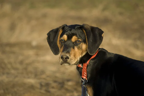 Gros Plan Chiot Mignon — Photo