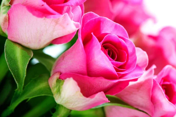 Rosas Rosadas Brillantes Cerca — Foto de Stock