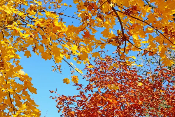 天空前的五颜六色的树叶 — 图库照片