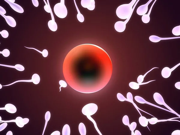 Renderowane Zbliżenie Ludzkiej Komórki Jajowej Jeden Plemników — Zdjęcie stockowe