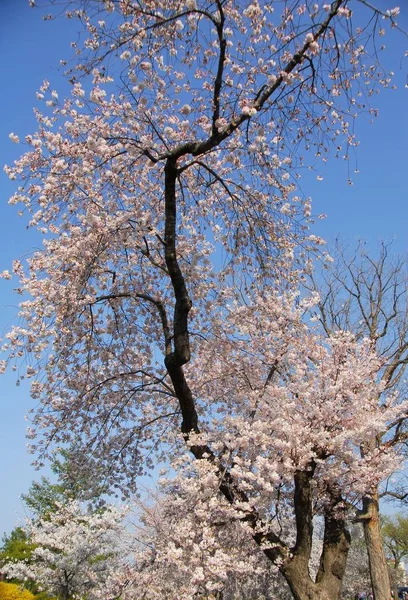 Kwiat Wiśni Drzewo Tle Nieba — Zdjęcie stockowe