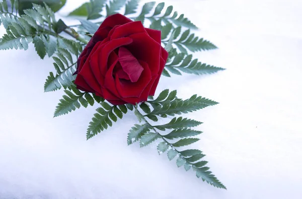 Kışın Karda Kırmızı Gül Yeşil Bırakın — Stok fotoğraf
