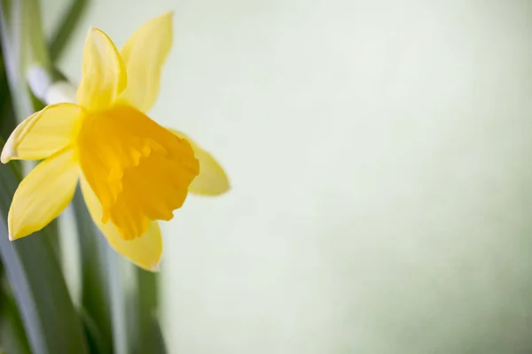 黄色の水仙を背景にしています イースターグリーティングカード — ストック写真