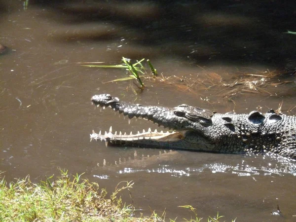 Krokodil Nyitott Szájjal Egy Mangrove Terület Közelében Huatulco Mexikó — Stock Fotó