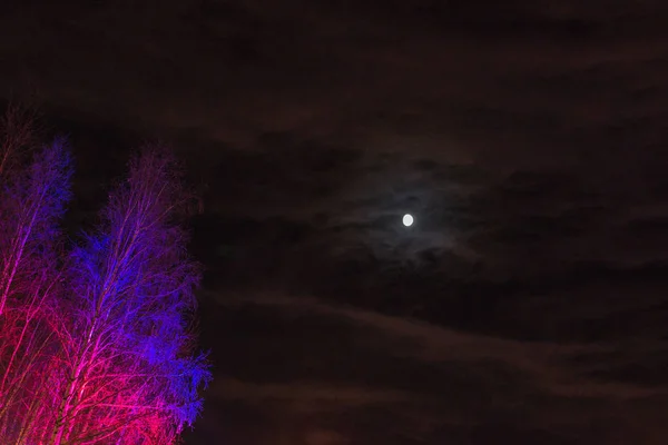 Månen Och Träden Vinter Himmel Vackra Träd — Stockfoto